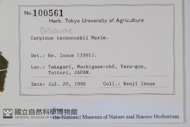 昌化鵝耳櫪藏品圖，第2張