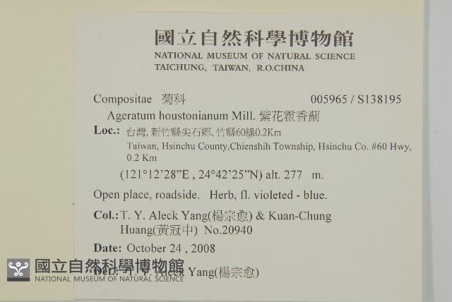 紫花霍香薊藏品圖，第2張