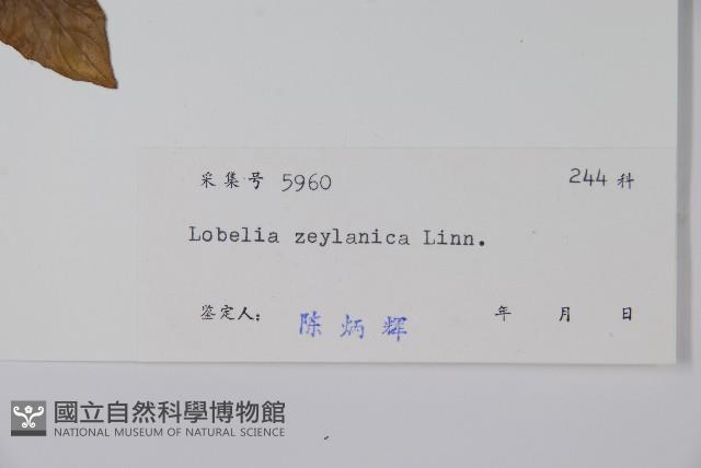 圓葉山梗菜藏品圖，第2張