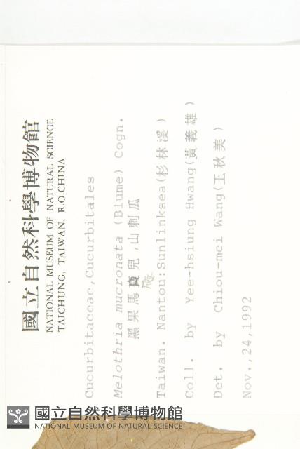 黑果馬交兒藏品圖，第2張