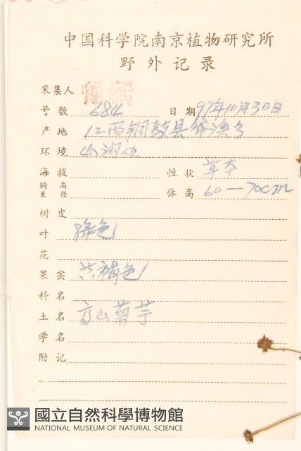 島田氏雞兒腸藏品圖，第2張