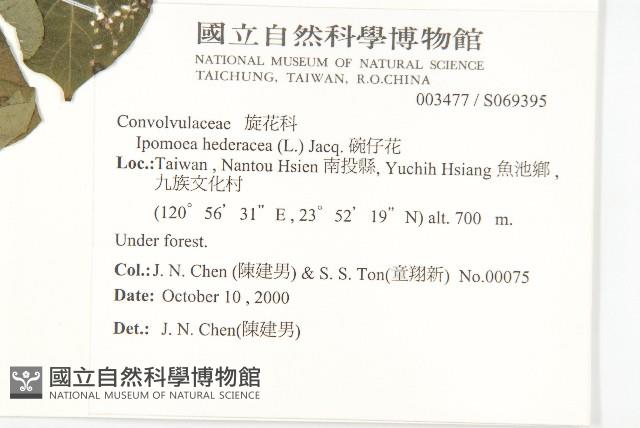 碗仔花藏品圖，第2張