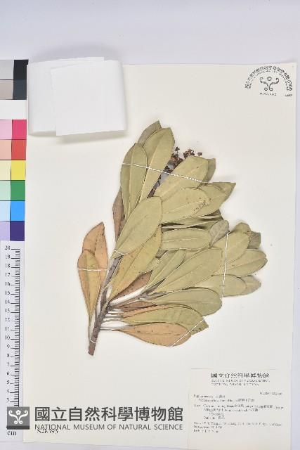 蘭嶼土沉香藏品圖，第1張