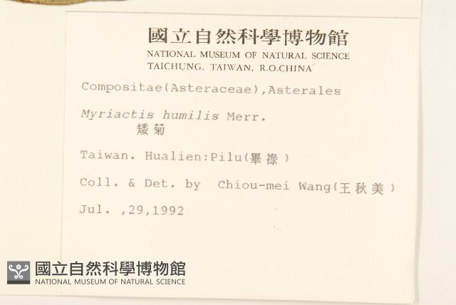 矮菊藏品圖，第2張