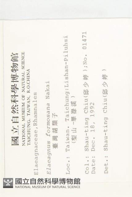 臺灣胡頹子藏品圖，第2張