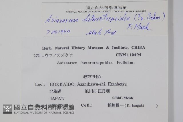 庫葉細辛藏品圖，第2張