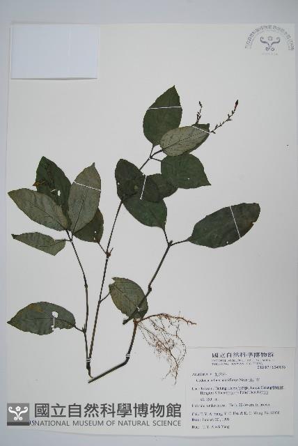 針刺草藏品圖，第1張