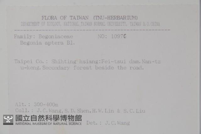 圓果秋海棠藏品圖，第2張