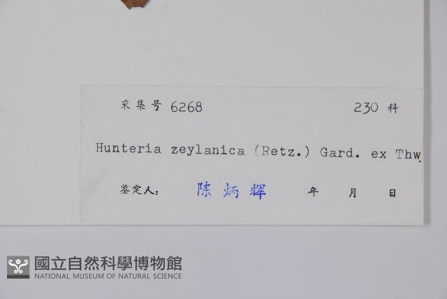 仔欖樹藏品圖，第2張