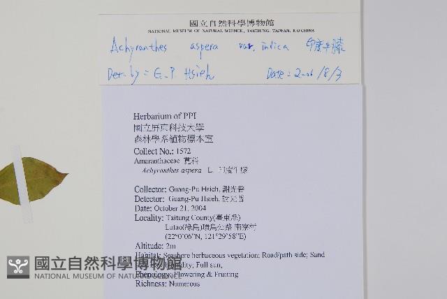 印度牛膝、土牛藤藏品圖，第2張