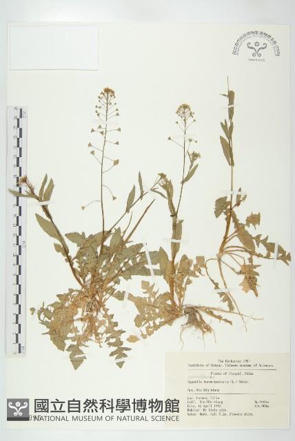 薺藏品圖，第1張