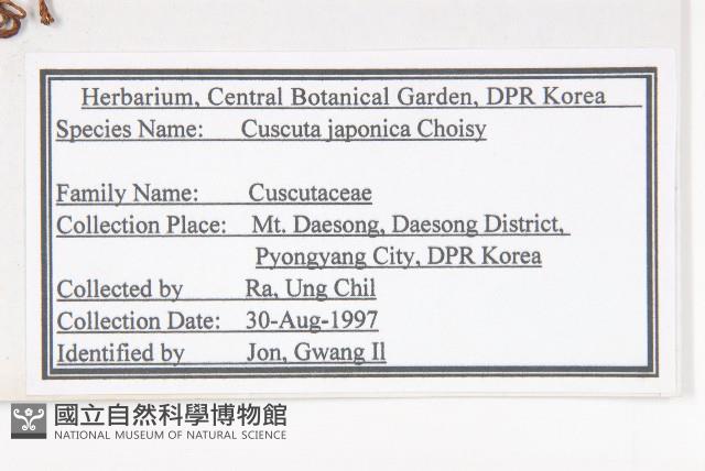 日本菟絲子藏品圖，第2張