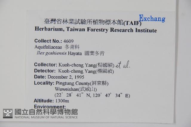 圓葉冬青藏品圖，第2張