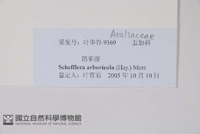 鵝掌蘗藏品圖，第2張