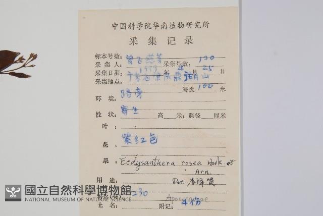 酸藤藏品圖，第2張