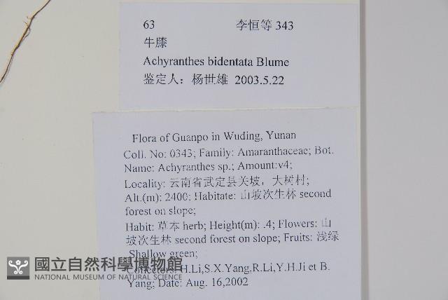 牛膝藏品圖，第2張