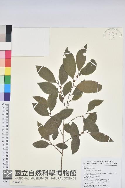 刺杜密藏品圖，第1張