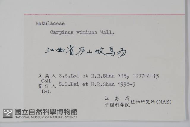 雷公鵝耳櫪藏品圖，第2張