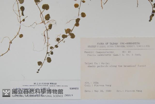 普刺特草藏品圖，第2張