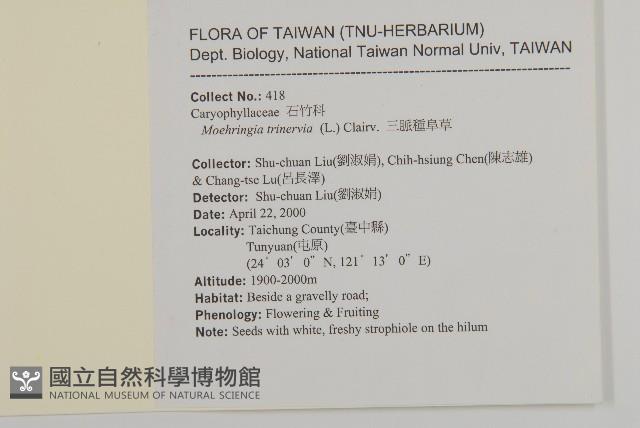 三脈種阜草藏品圖，第5張