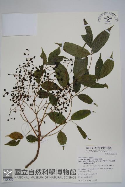 木蠟樹、山漆藏品圖，第1張