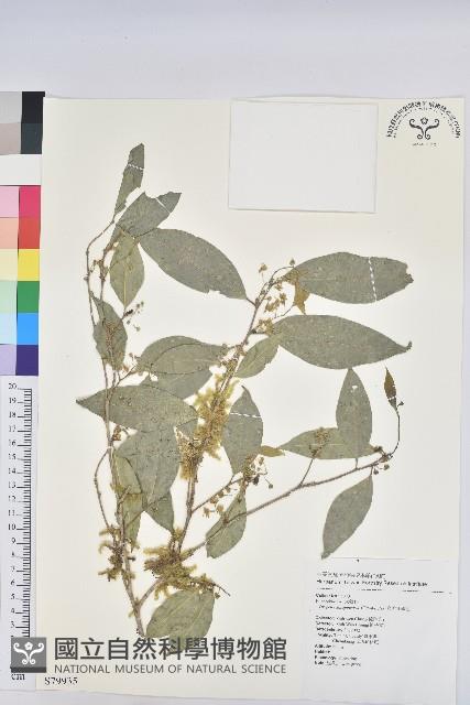 交力坪鐵色藏品圖，第1張