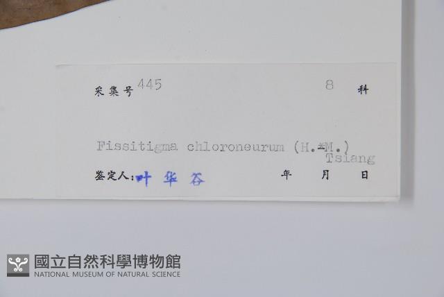 闊葉瓜馥木藏品圖，第2張