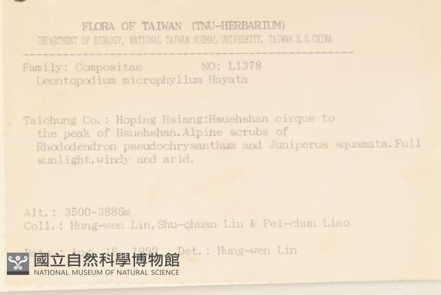 玉山薄雪草藏品圖，第2張