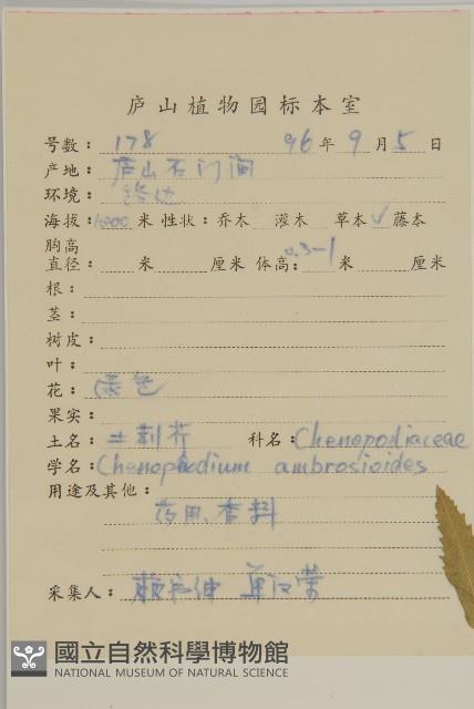 臭杏、土荊芥藏品圖，第2張