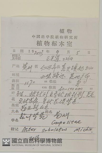 掃帚菊藏品圖，第2張