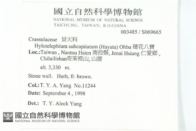 穗花八寶藏品圖，第2張