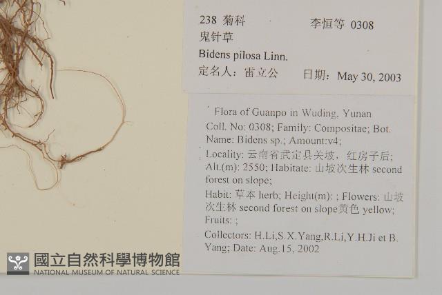 白花鬼針藏品圖，第2張