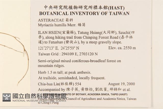 矮菊藏品圖，第2張