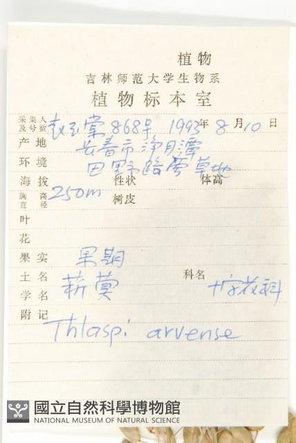 凹果菥蓂、遏藍菜藏品圖，第2張