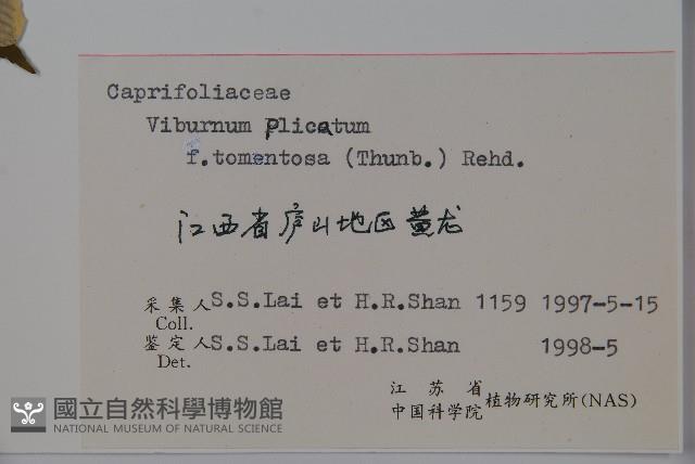 蝴蠂莢迷藏品圖，第2張