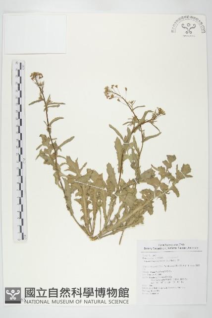 薺藏品圖，第1張