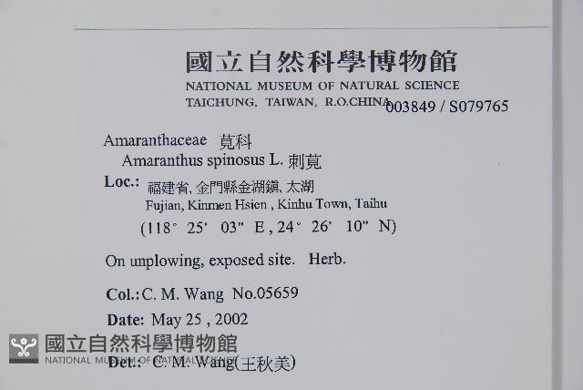 Thorny amaranth Collection Image, Figure 2, Total 2 Figures