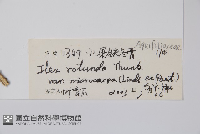 細果鐵冬青藏品圖，第2張