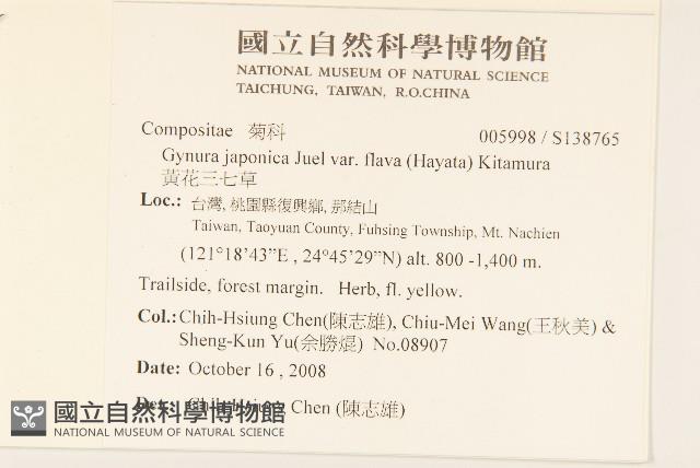 黃花三七草藏品圖，第2張