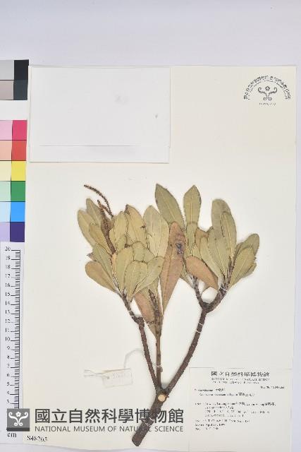 蘭嶼土沉香藏品圖，第1張