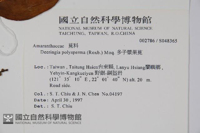 多子漿果莧藏品圖，第2張