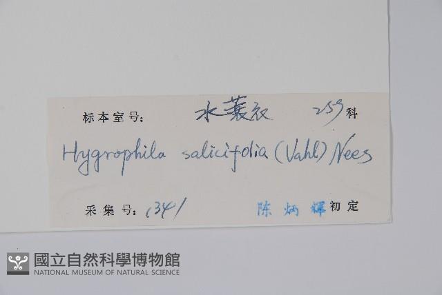 柳葉水蓑衣藏品圖，第2張