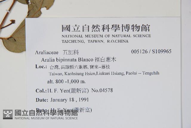 裡白蔥木藏品圖，第2張