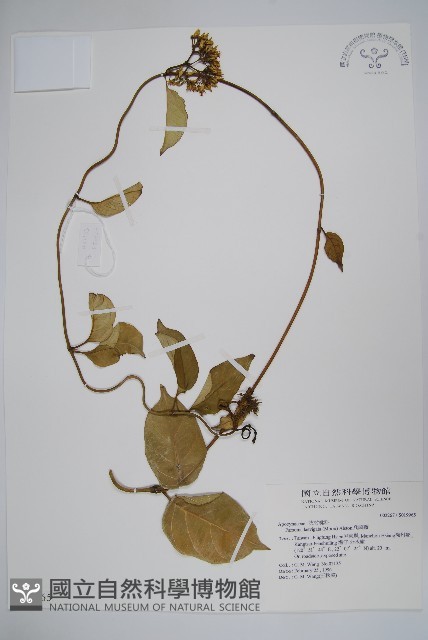 爬森藤藏品圖，第1張