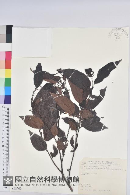 披針葉饅頭果藏品圖，第1張