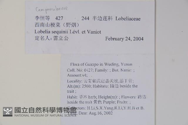 大本山梗菜藏品圖，第2張