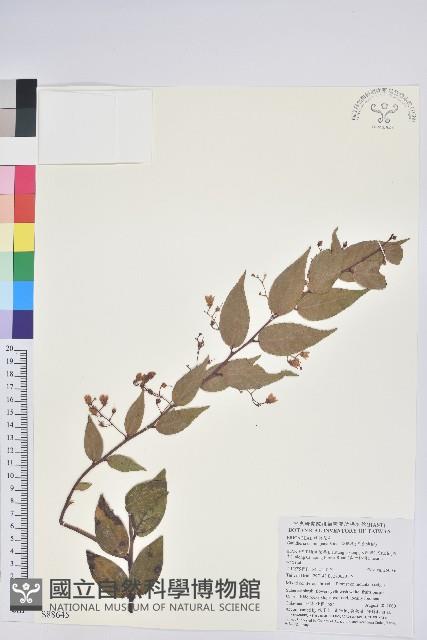 白珠樹藏品圖，第1張