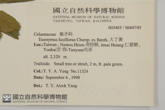 大丁黃藏品圖，第2張