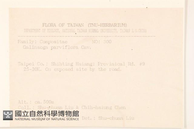 小米菊藏品圖，第2張