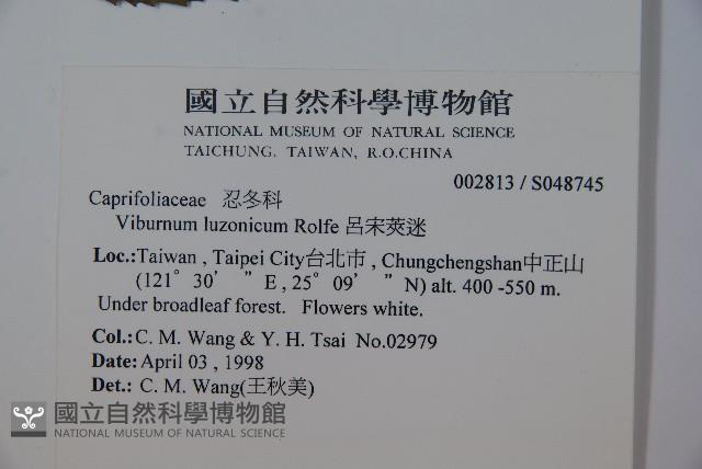 呂宋莢迷藏品圖，第2張